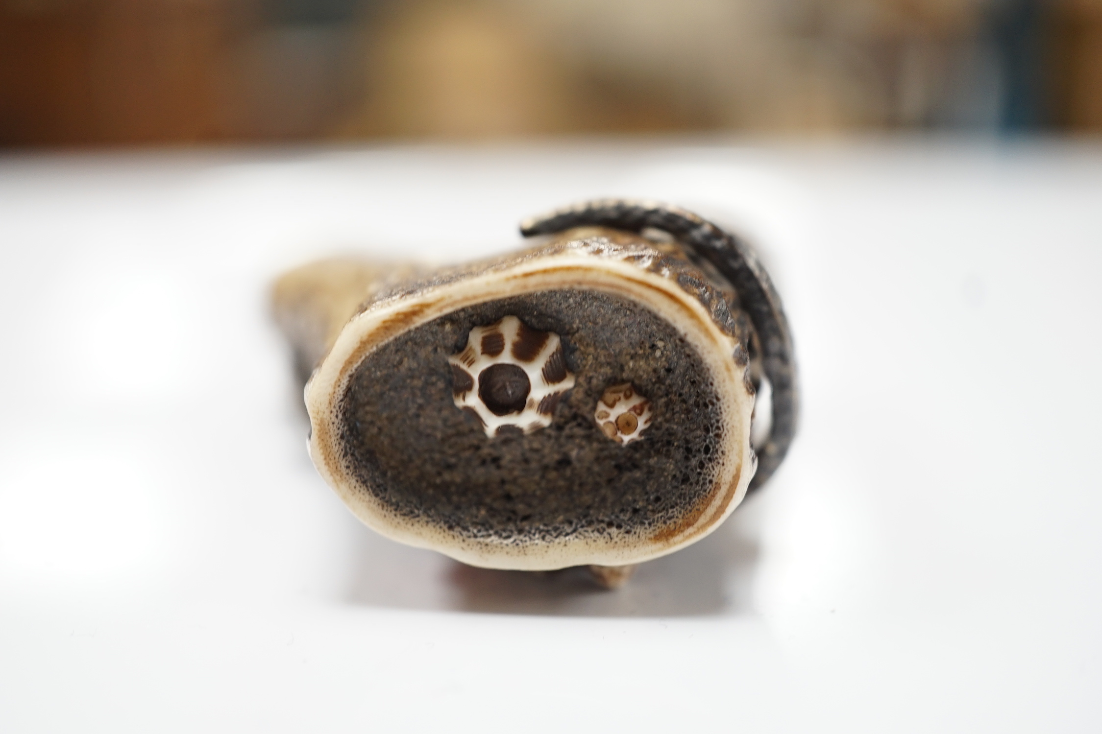 A Japanese coral and mixed metal mounted stag antler netsuke, 19th century, the antler carved in imitation of rocks applied with a white metal seahorse, gilt metal scallop shell, carved bone barnacles, the underside holl